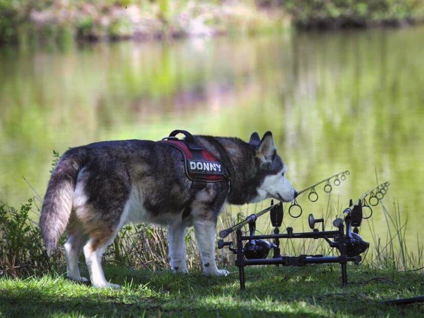Donny the dog by the fishing rods at lakeside