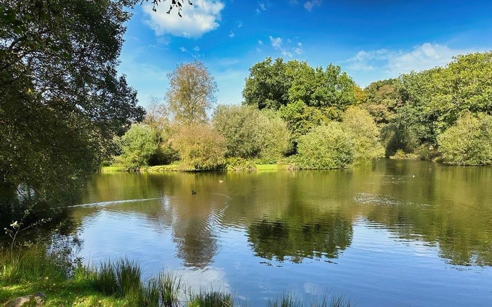 Lakesong lake panorama with trees and ducks