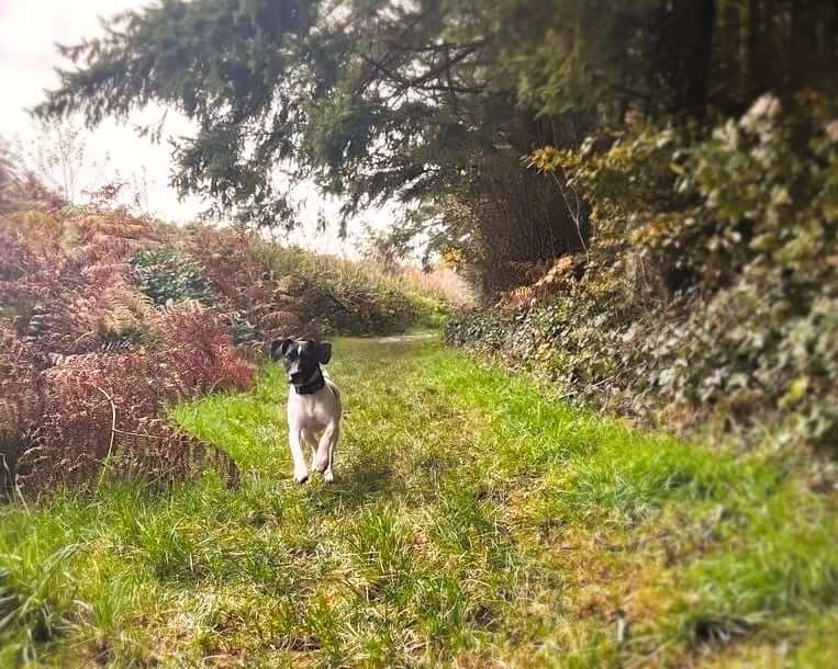 Lakesong Lodge - Outdoor Walks Around the Lake and Woodland