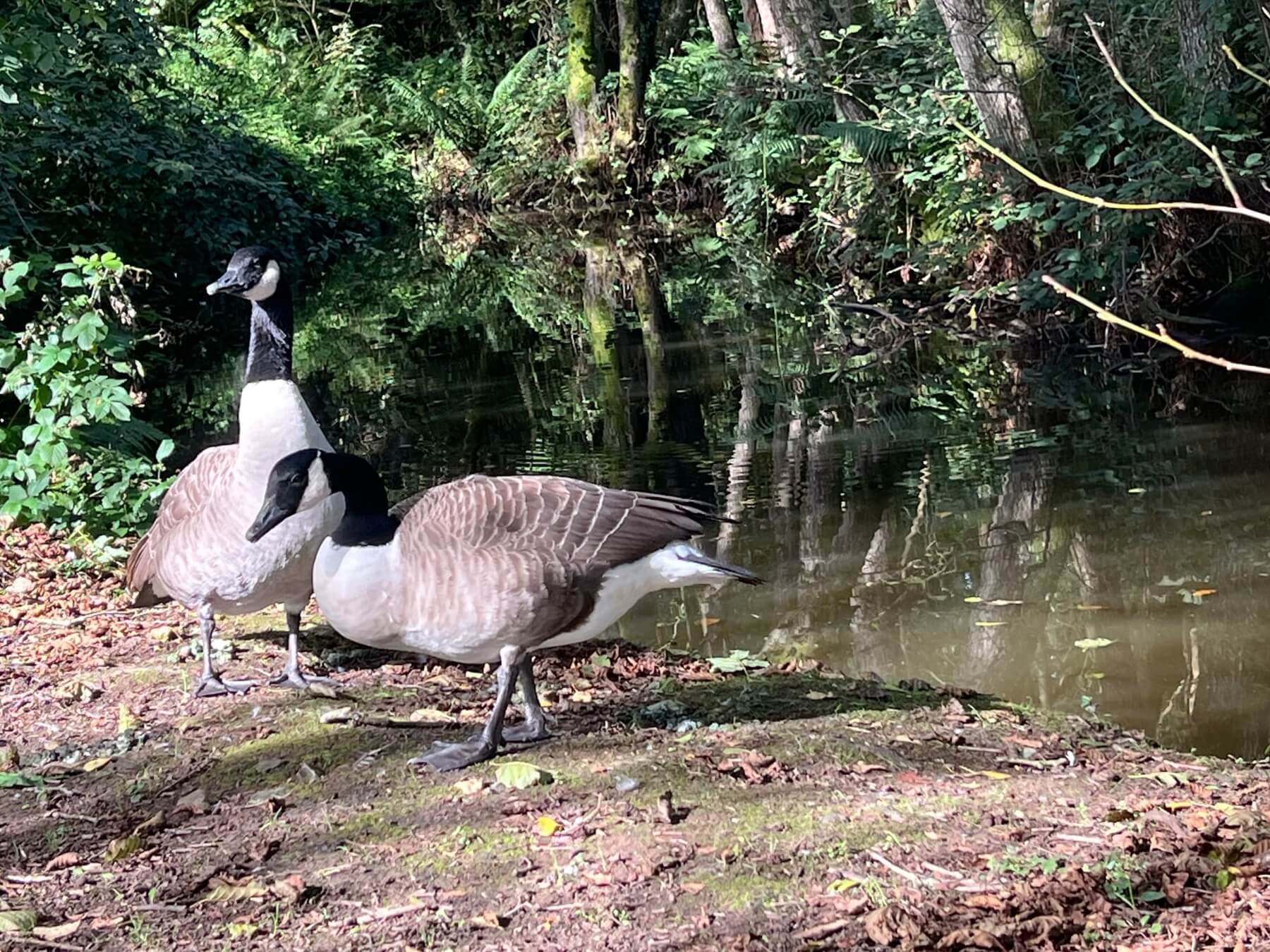 Lakesong Lodge 12 1 Fishing at Lakesong Lake 6