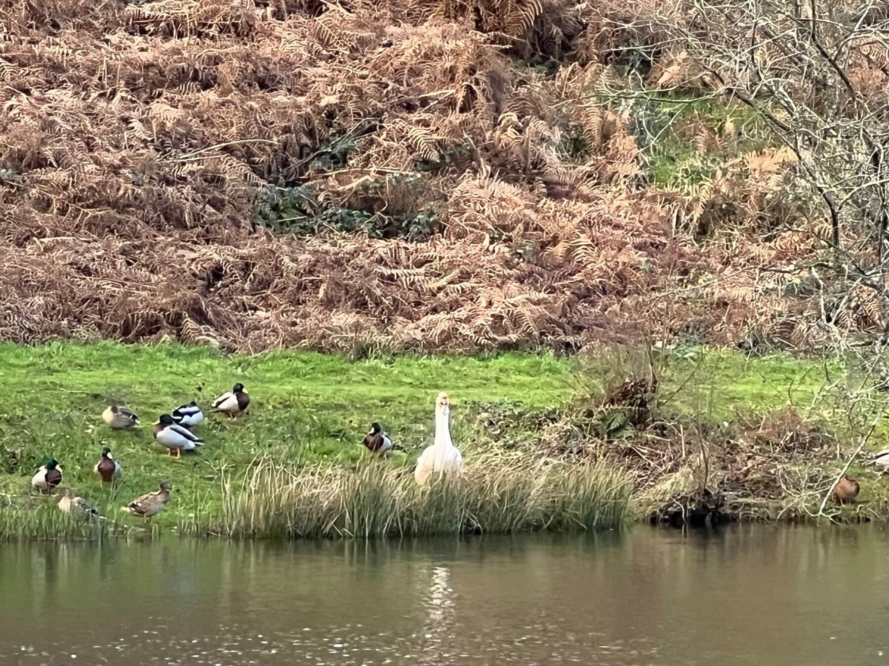Lakesong Lodge 12 2 Fishing at Lakesong Lake 6