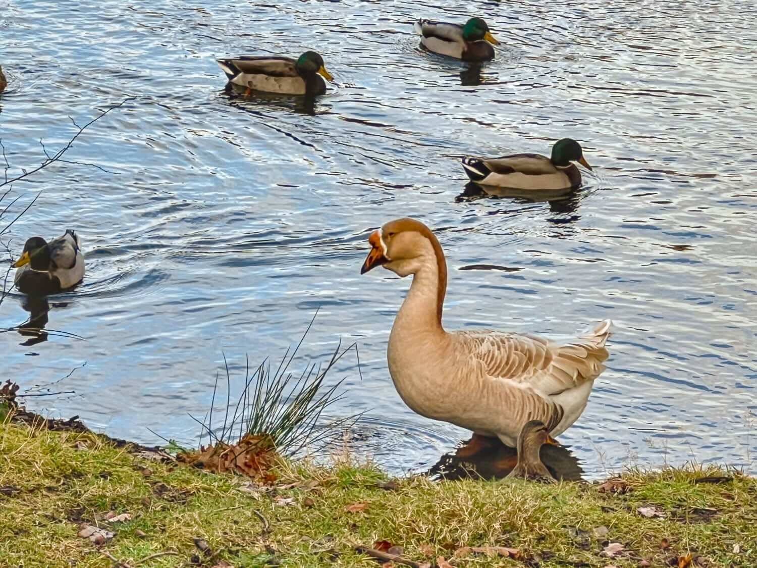 Lakesong Lodge 12 Wildlife Gary the Goose